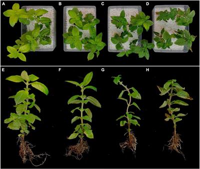 Physio-Morphological, Biochemical and Transcriptomic Analyses Provide Insights Into Drought Stress Responses in Mesona chinensis Benth